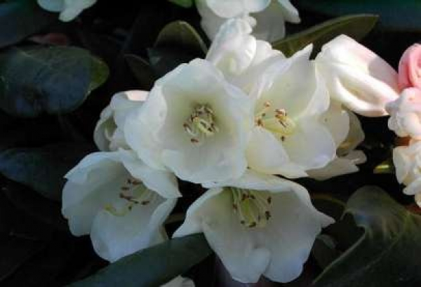 Rhododendron yakushimanum "Pfirsichcocktail" (25cm-30cm)