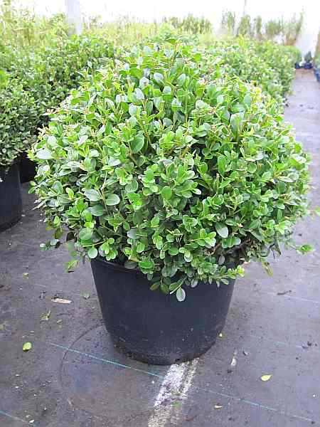 Buxus microphylla Faulkner - Buchsbaum Faulkner - immergrün - 25-30 cm