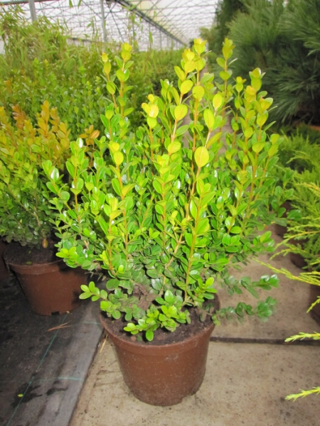Buxus microphylla Faulkner - Buchsbaum Faulkner - immergrün - 25-30 cm