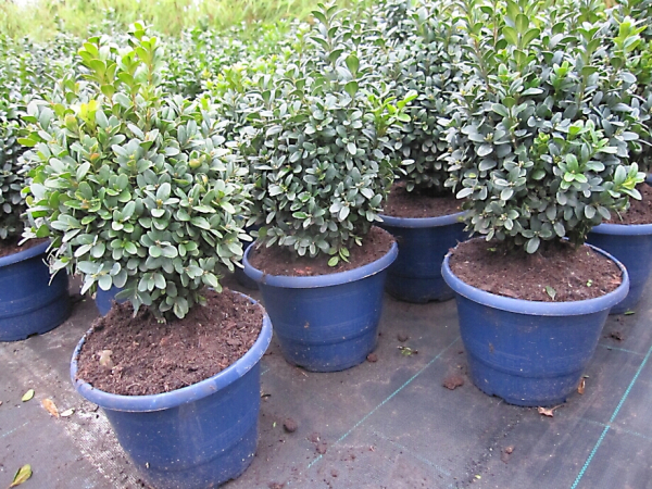 Buxus sempervirens Blauer Heinz - Buchsbaum Blauer Heinz - immergrün - 20-25 cm
