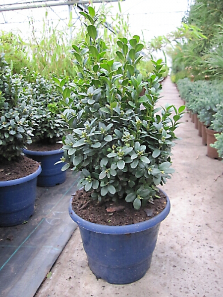 Buxus sempervirens Blauer Heinz - Buchsbaum Blauer Heinz - immergrün - 20-25 cm