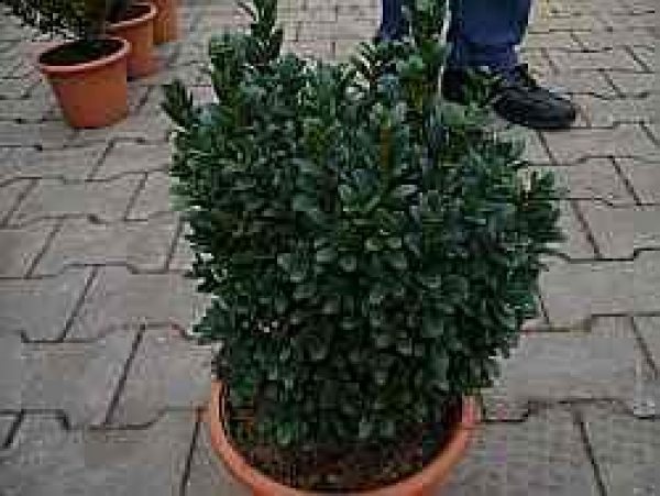 Buxus sempervirens Blauer Heinz - Buchsbaum Blauer Heinz - immergrün - 20-25 cm