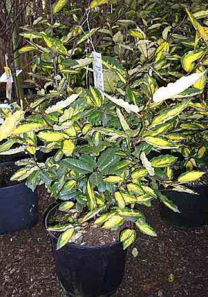 Elaeagnus pungens Maculata - Buntlaubige Ölweide - 50-60 cm