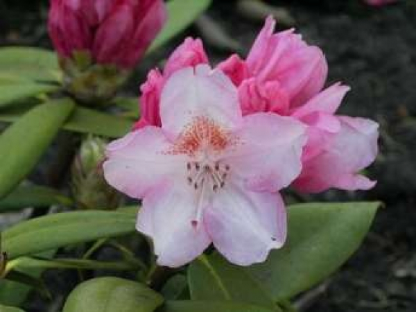 Rhododendron yakushimanum "Rosa Wolke" (25-30cm)