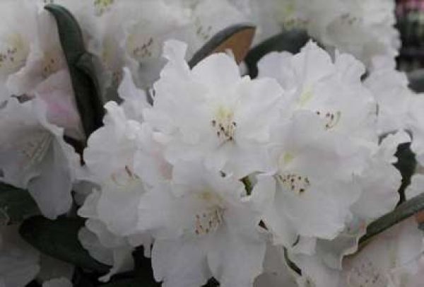 Rhododendron yakushimanum "Schlaraffia" (25-30cm)