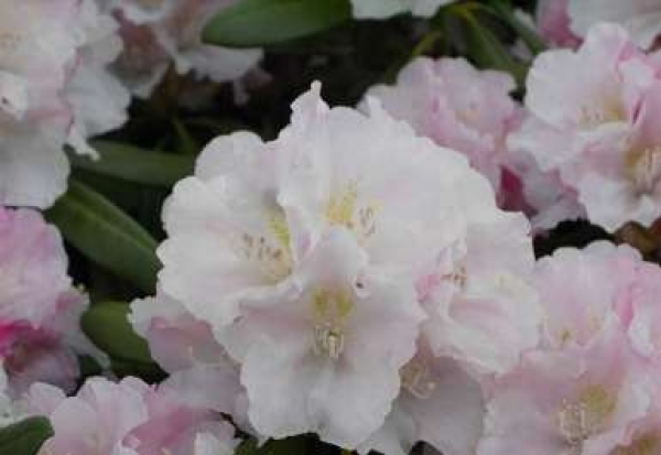 Rhododendron yakushimanum "Silver Lady" (25-30cm)