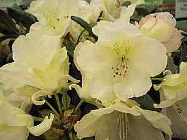 Rhododendron yakushimanum "Stern von Japan" (25-30cm)