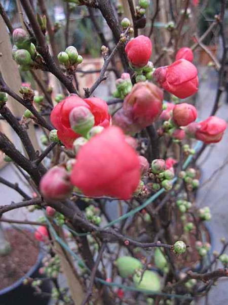 Chaenomeles "Friesdorfer Typ 205" (80-100cm)