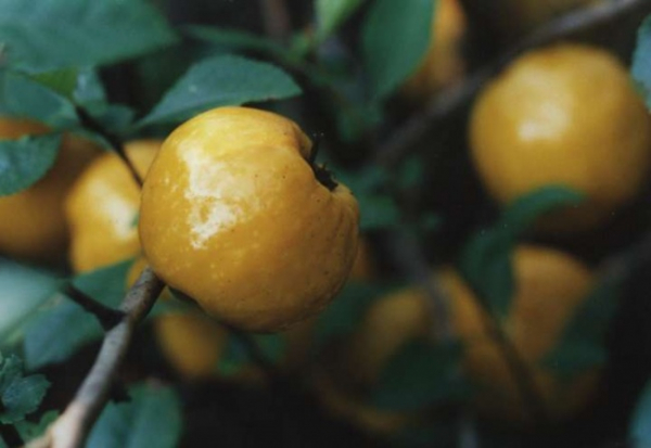 Chaenomeles japonica Cido (R) - japanische Zitronenquitte Cido 40-60cm