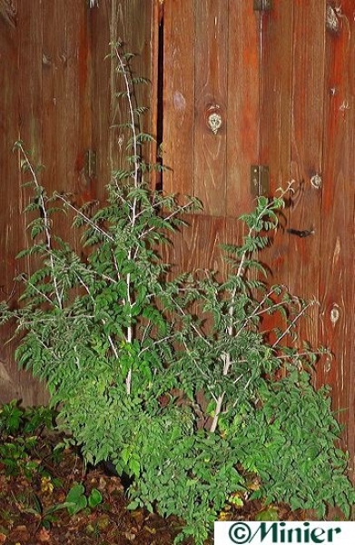 Rubus thibetanus Silver Fern (Zierbrombeere) (60-80cm)