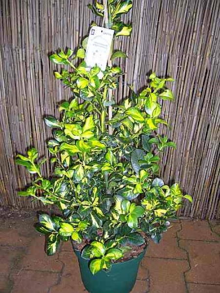 Ilex altaclerensis Lawsoniana - Europäische Stechpalme Lawsoniana - Gewöhnliche Stechpalme - Gemeine Stechpalme -