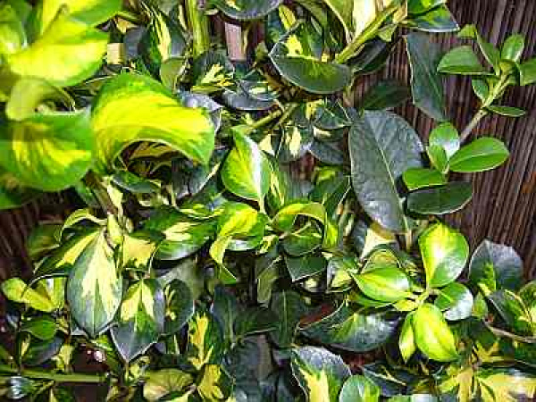 Ilex altaclerensis Lawsoniana - Europäische Stechpalme Lawsoniana - Gewöhnliche Stechpalme - Gemeine Stechpalme -