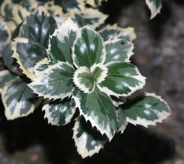 Ilex meserveae CasanovaⓈ - Amerikanische Stechpalme CasanovaⓈ - Amerikanischer Ilex - Amerikanische Hülse -