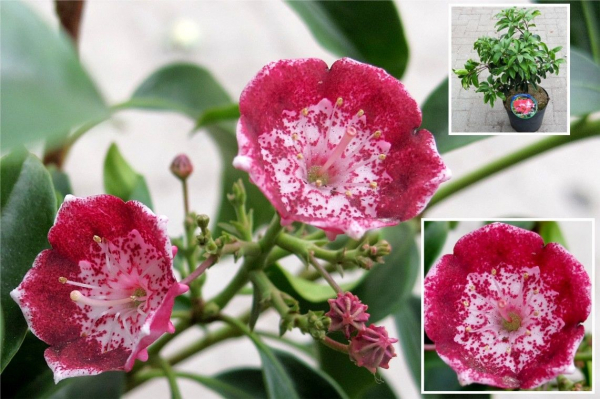 kalmia latifolia heart of fire