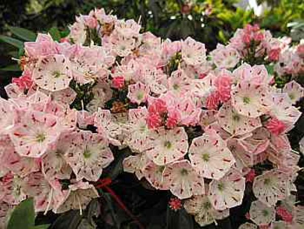 kalmia latifolia olympic fire