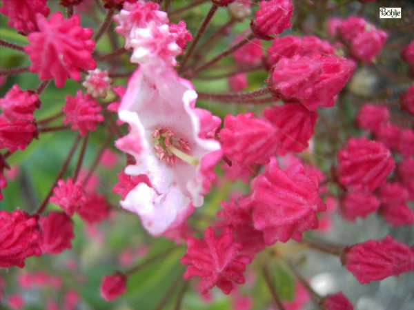 kalmia latifolia olympic fire