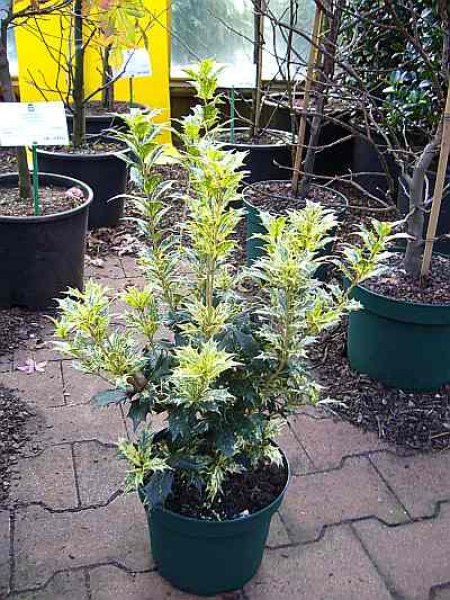 Osmanthus heterophyllus 'Tricolor' (30-40 cm) Buntlaubige Duftblüte