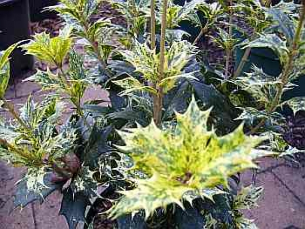 Buntlaubige Duftblüte Tricolor Osmanthus heterophyllus Tricolor Stachelblätt