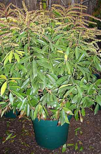 Pieris japonica 'Brouwers Beauty' (30-40 cm) - Japanische Lavendelheide