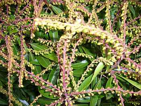 Pieris japonica 'Brouwers Beauty' (30-40 cm) - Japanische Lavendelheide