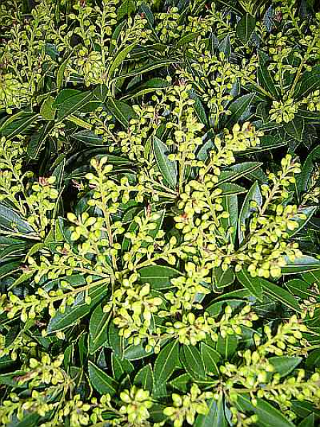 Pieris japonica 'Prelude' (30-40 cm) - japanische Lavendelheide (Schattenglöckchen)