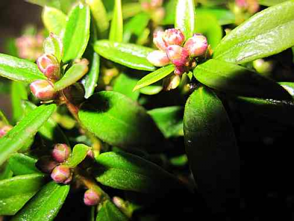 Polygala chamaebuxus var. Grandiflora - Buchsblättrige Kreuzblume - Waldmyrte - Alpen-Zwergbuchs - Immergrüne Kreuzblume