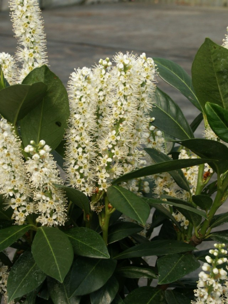 Prunus laurocerasus 'van Nes' (40-60 cm) - Lorbeerkirsche (Kirschlorbeer)
