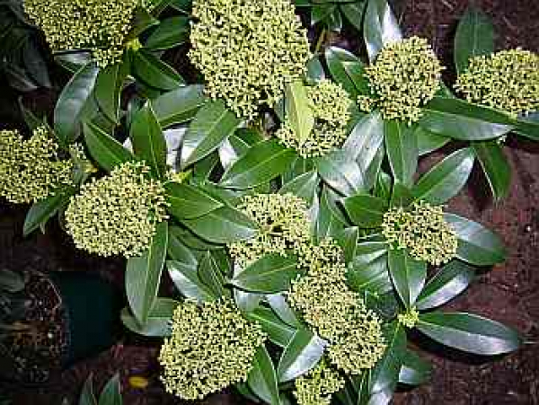 Skimmia japonica Fragrant Cloud 25-30 cm - Japanische Skimmie Fragrant Cloud