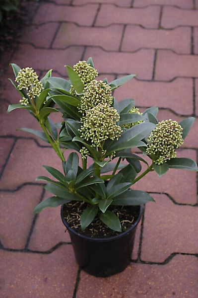 Skimmia japonica Fragrant Cloud 25-30 cm - Japanische Skimmie Fragrant Cloud