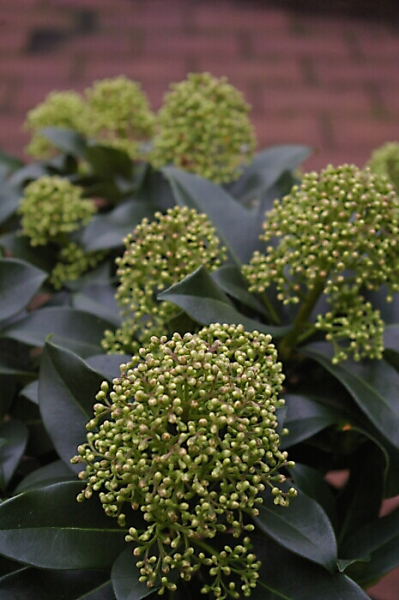Skimmia japonica Fragrant Cloud 25-30 cm - Japanische Skimmie Fragrant Cloud