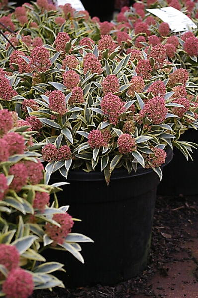 Skimmia japonica Magic Marlot ® 20-30cm - Japanische Skimmie  Magic Marlot ®