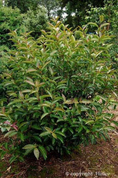 Viburnum Le Bois Marquis (80-100 cm) - Schneeball