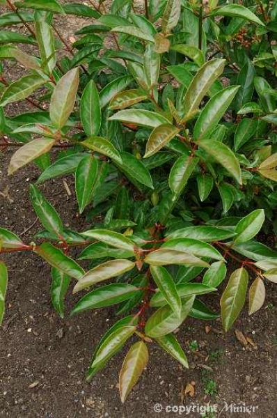 Viburnum Le Bois Marquis (80-100 cm) - Schneeball