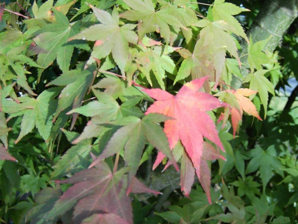 Faecherahorn Orange Dream