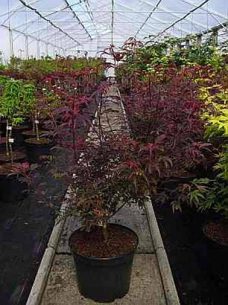 Acer palmatum shaina