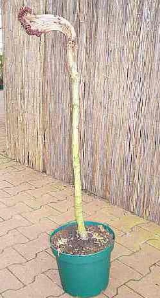 Aesculus hippocastanum Montrosa