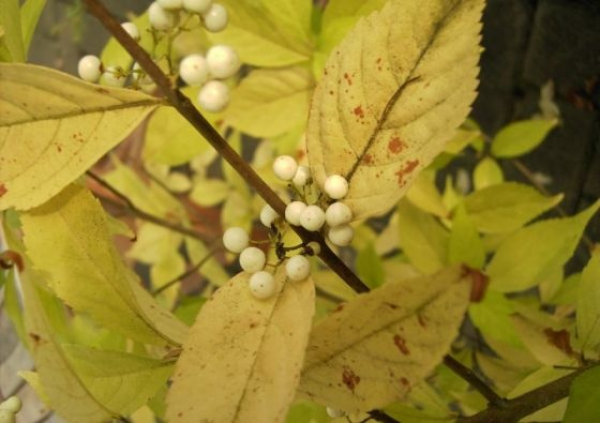 Callicarpa japonica 'Leucocarpa' (40-60 cm) japanische Schönfrucht Liebesperlenstrauch