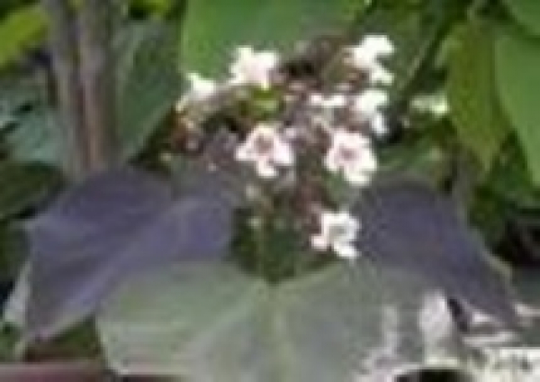 Bohnen - Trompetenbaum - Catalpa erubescens purpurea