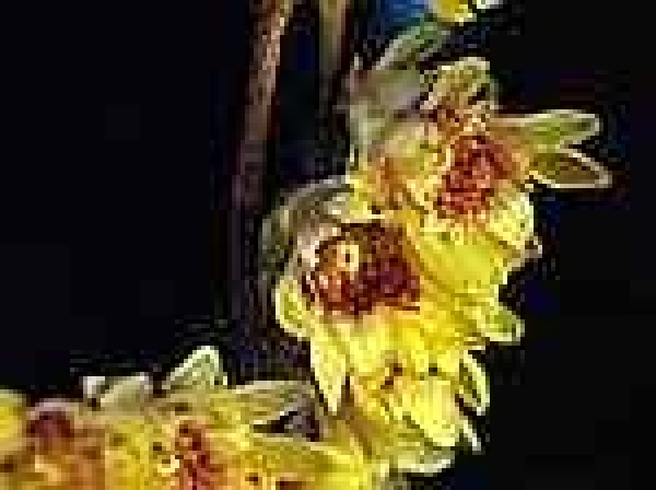 Winterorchidee - Calycantheae - Chimonanthus praecox