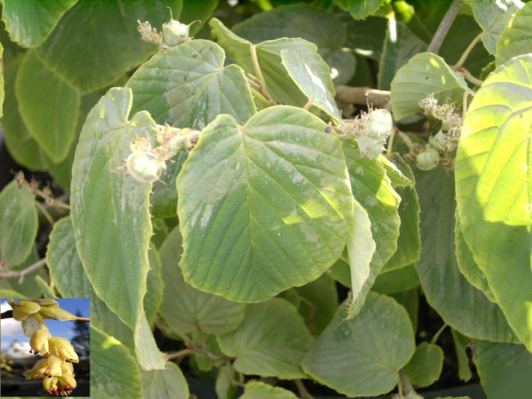Corylopsis spicata - hohe Scheinhasel -