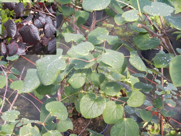 Disanthus cercidifolium (40-60 cm) Doppelblüte