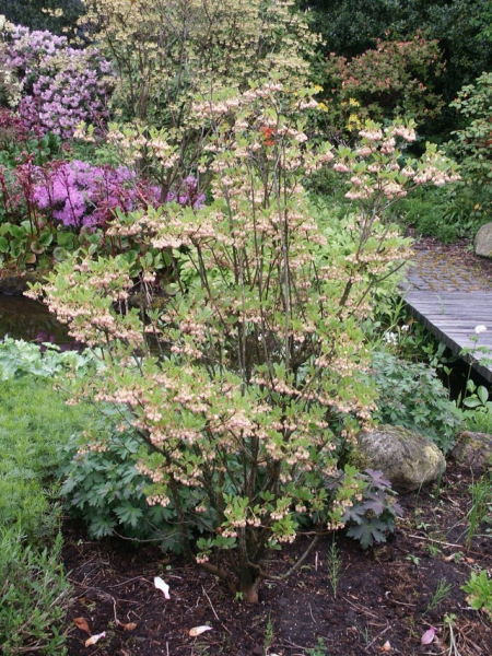 Enkianthus c ampanulatus - Prachtglocke