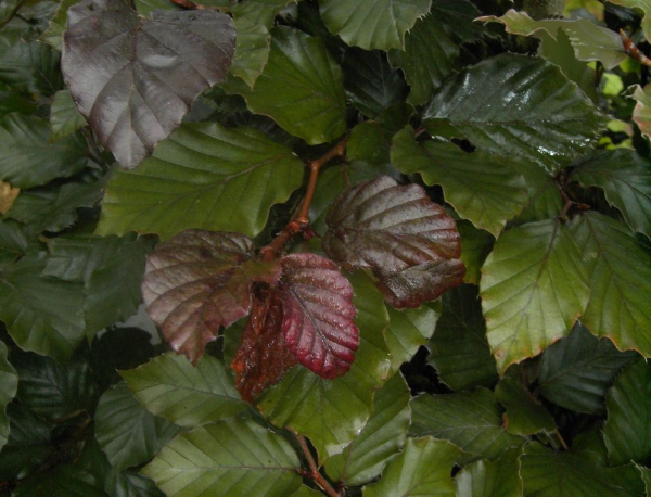 roter Neuaustrieb der Blutbuche - Fagus sylvaticica purpurea - Saemling