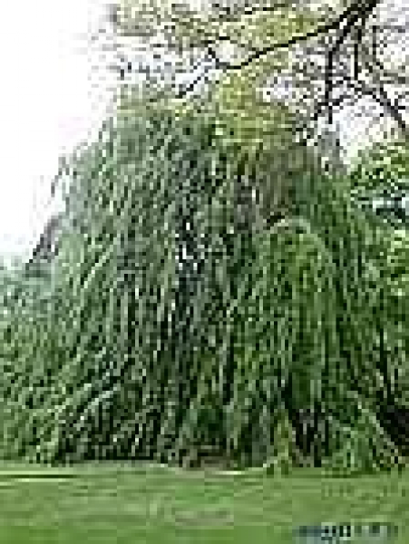 Fagus sylvatica Pendula - gruene Haengebuche