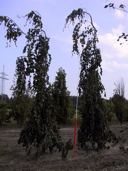 Fagus sylvatica Purpurea Pendula - Haenge-Blutbuche - Trauerblutbuche -