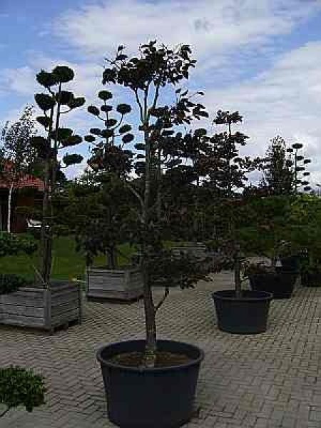 Fagus sylvatica atropunicea -