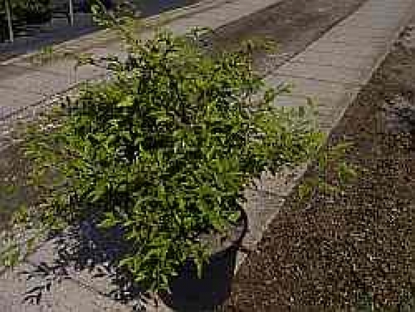 Fagus sylvatica 'Sandrode' - farnblaettrige Zwergbuche
