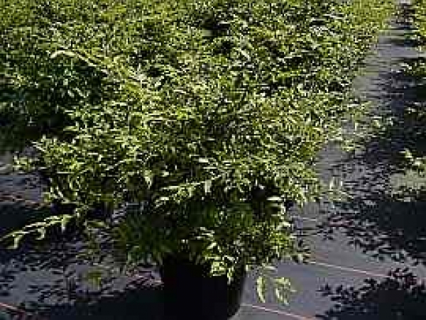 Farnblaettrige Zwergbuche - Fagus syvatica 'Sandrode'