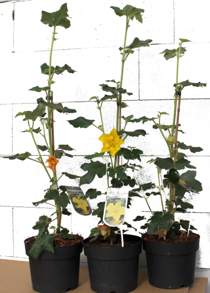 Fremontodendron californicum California Glory (40-60 cm) gelber Flanell-Strauch, Flanellbusch