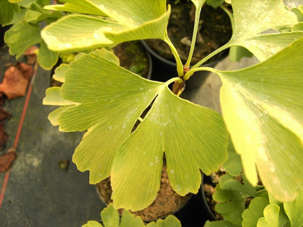 die besonderen Blätter des Faecherblattbaumes - Ginkgo
